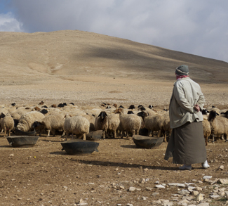 A shepard tends to their flock. Many believe the Syrian civil war to be a result of water conflict.