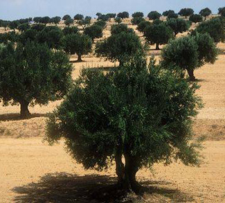 An olive tree in Sahel, Tunisia. Disruption in the agricultural industry threatens to drive water conflict in this important country in the MENA region.
