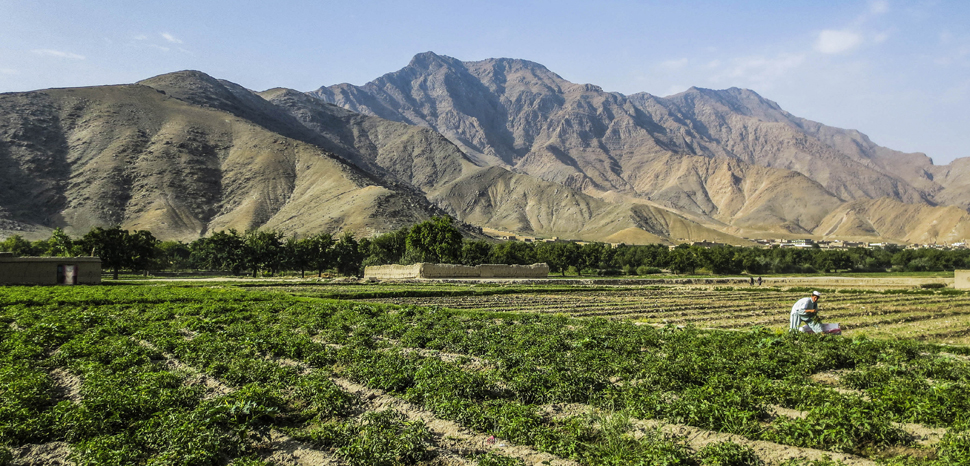 Afghanfarm, cc Flickr Ninara,modified, https://creativecommons.org/licenses/by/2.0/