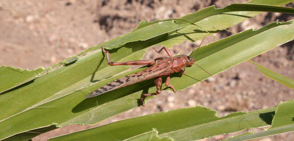 Locust Swarm, cc Niv Singer, modified, https://creativecommons.org/licenses/by-sa/2.0/, Flickr